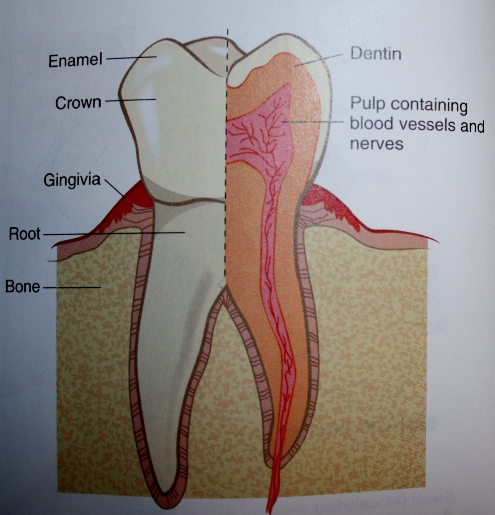 bottom teeth diagram